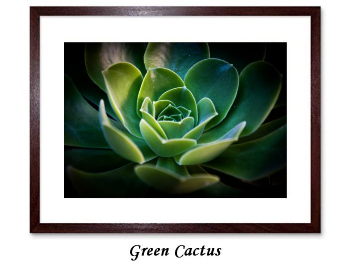 Green Cactus Framed Print
